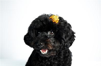 eshop欧服10月游戏下载排行 《迪士尼梦幻星谷》二连冠